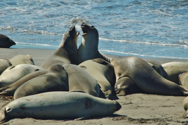 juvenile male elephant seals